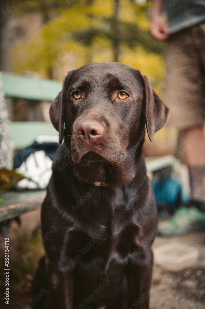 portrait of a young brown labrador retriever portrait of a young brown labrador retriever