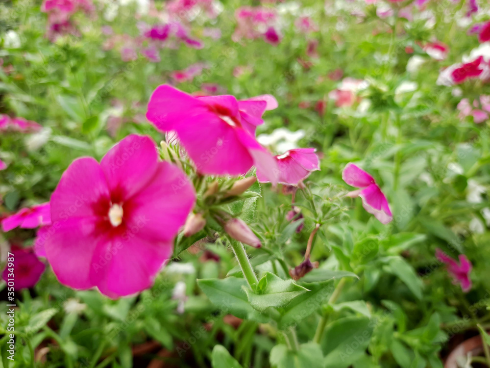 Beautiful gillyflowers blooming in Garden, beautiful little flowers close up in garden Beautiful gillyflowers blooming in Garden, beautiful little flowers close up in garden
