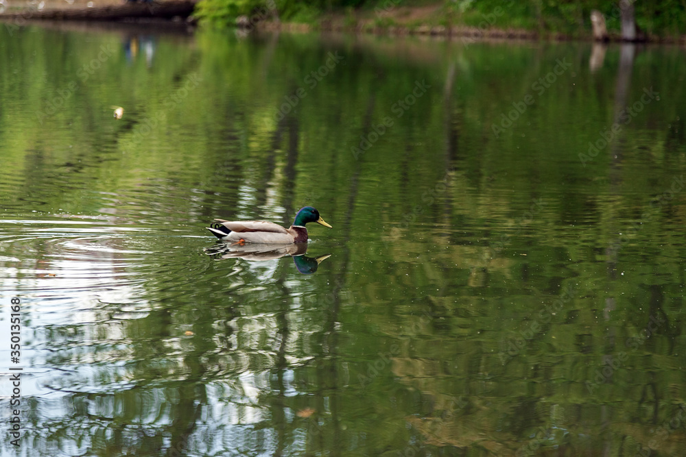 A male duck swims in a pond in the Park. Duck on the lake. The surface of the water. Calm water of the lake. A male duck swims in a pond in the Park. Duck on the lake. The surface of the water. Calm water of the lake.