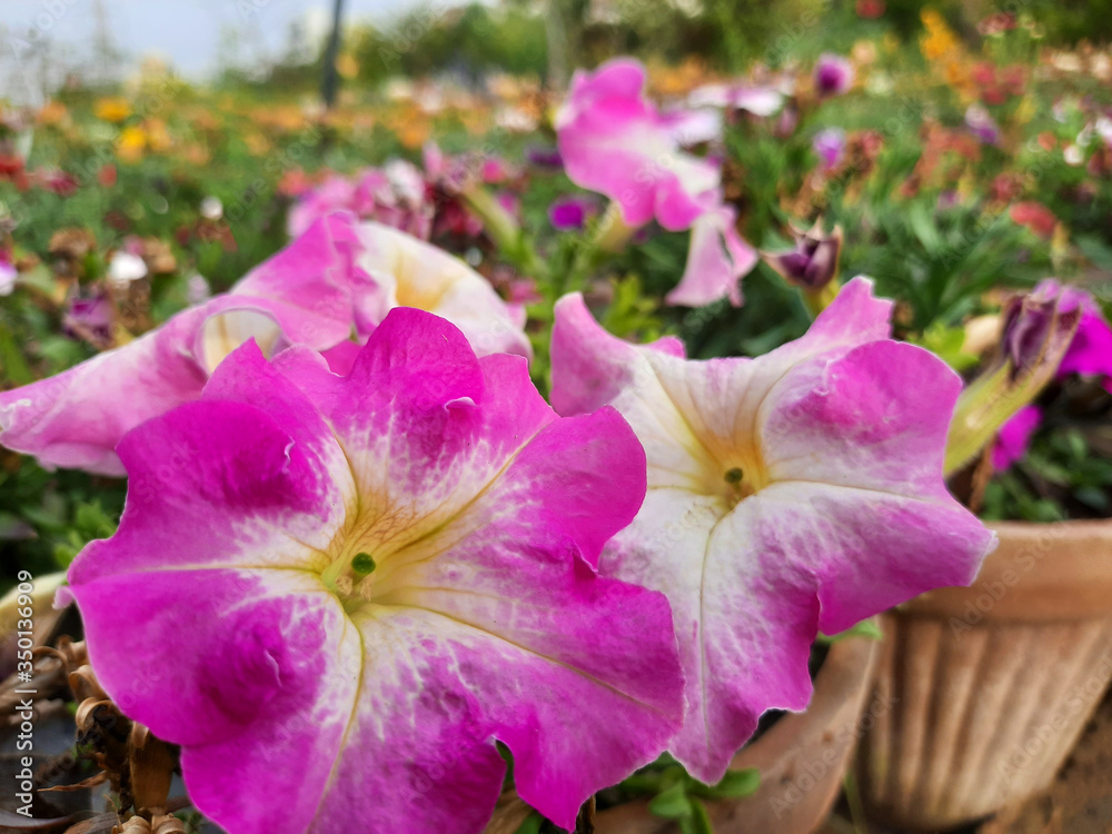 Naklejka premium colorful blooming Petunia flowers, close-up on colored petunias