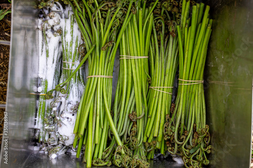 harvesting natural Bracken fern in the forest  salting wild plants in a steel box  traditional cooking of exotic wild plants