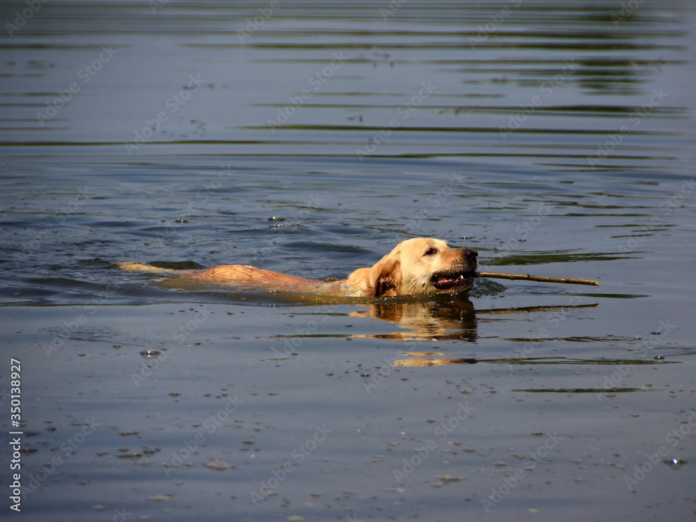 Labrador retriever dog swimming and  retrieving a stick