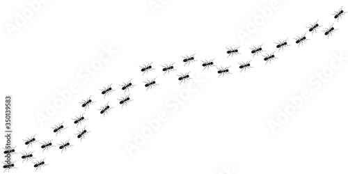 Ant trail background. Walking or marching ants. Vector illustration.