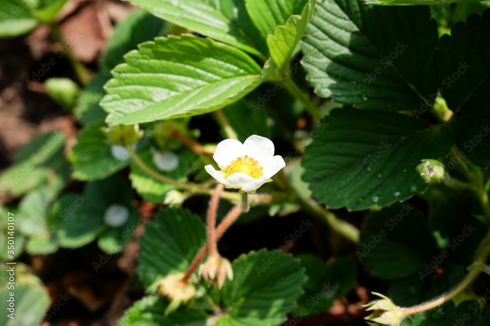 Fototapeta premium Flowering Strawberries in the Garden
