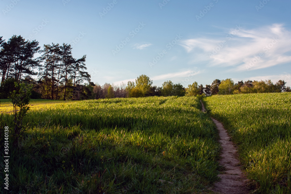 Spring landscape. A green hilly field with streaks of light and shadow, a path through green grass, groups of trees with young foliage and a bright blue sky with white clouds.