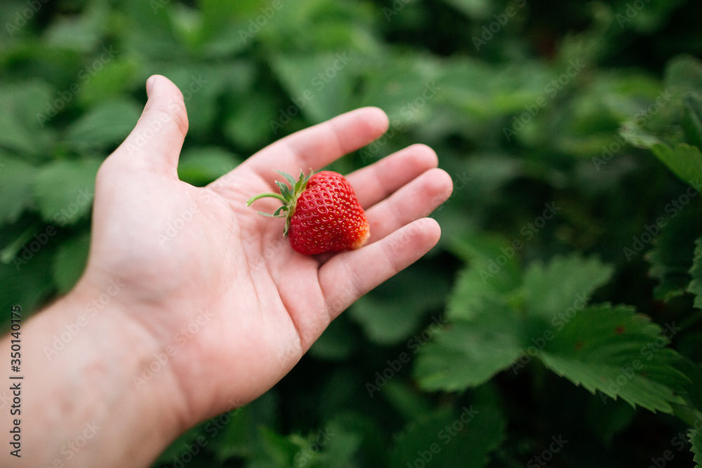 Young fresh red strawberries in the farmer's hand. Red strawberry. Young fresh red strawberries in the farmer's hand. Red strawberry.