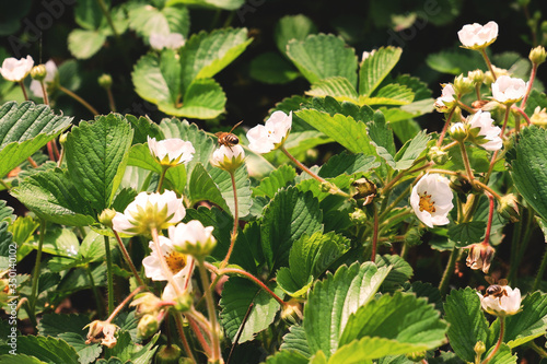 Flowering Strawberries in the Garden with Bee