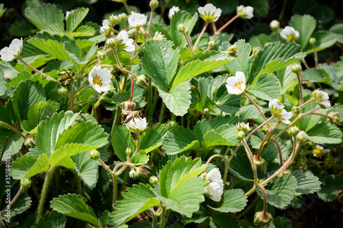 Flowering Strawberries in the Garden with Bee
