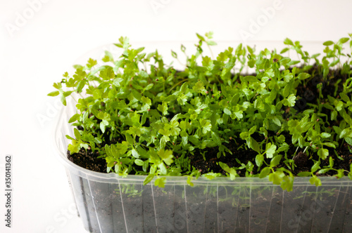 Green small sprouts in pot. Plants for balcony garden.