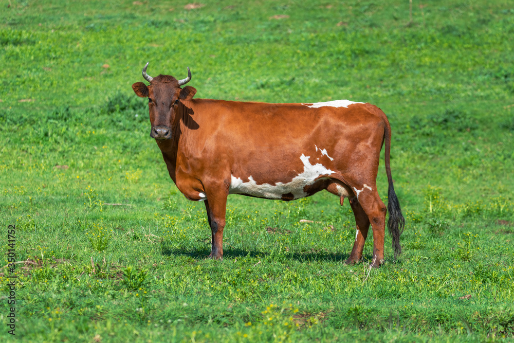 Beautiful brown cow with white spots on a green summer pasture. One cow in a green meadow.