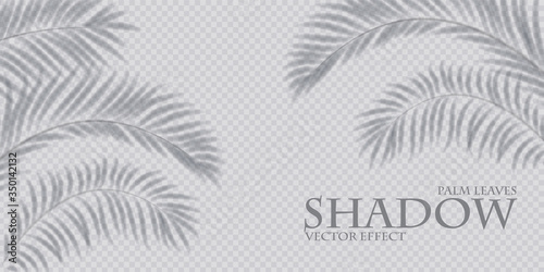 Palm leaf shadow transparent effect. Exotic design element.