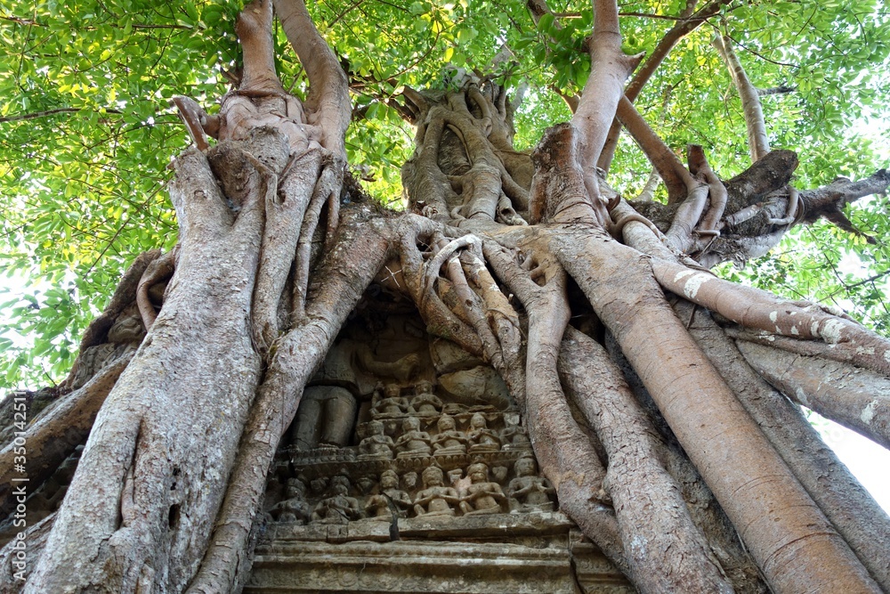 Temple dans les arbres à Angkor, Cambodge Temple dans les arbres à Angkor, Cambodge