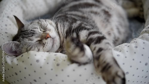 気持ちよさそうに眠るお昼寝中の猫の動画