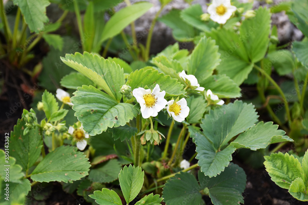 Strawberry bushes in the garden Strawberry bushes in the garden