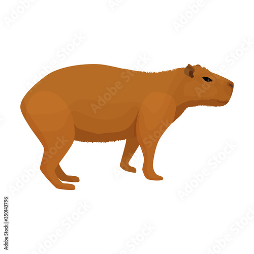 Capybara vector icon.Cartoon vector icon isolated on white background capybara.