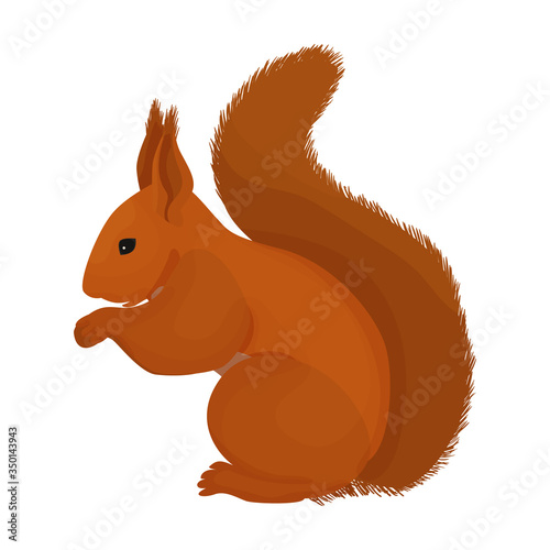 Squirrel vector icon.Cartoon vector icon isolated on white background squirrel.