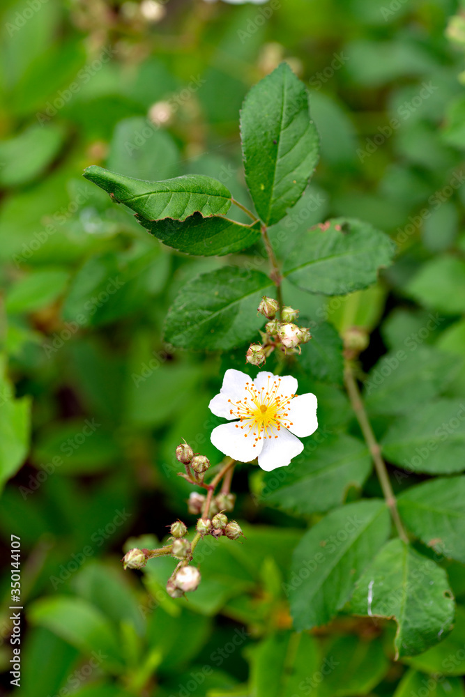 A white wild rose in Japan A white wild rose in Japan