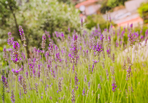 Lavender blooming in a summer time