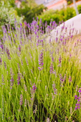 Lavender blooming in a summer time