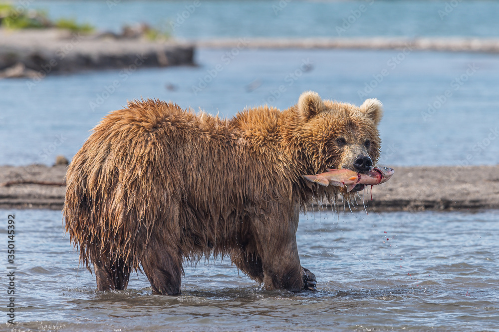 Fototapeta premium Ruling the landscape, brown bears of Kamchatka (Ursus arctos beringianus)