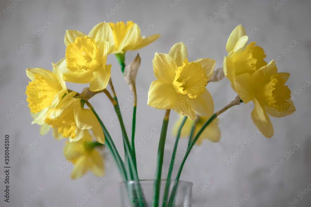Yellow daffodils on a gray background.