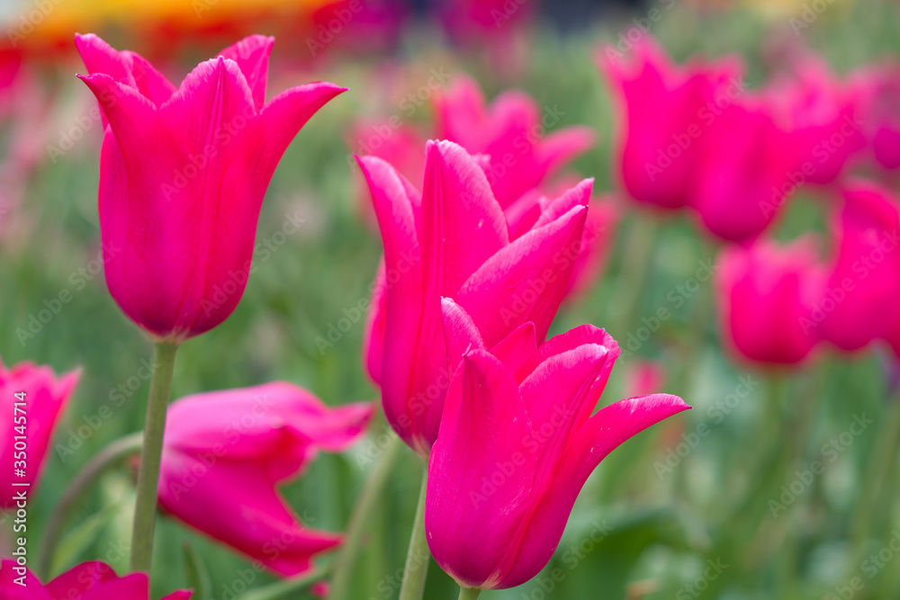 Pink tulip flowers close up