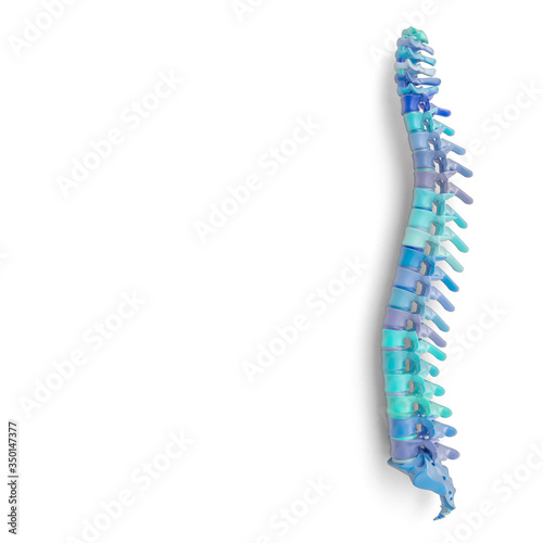 spine in light blue and blue shades, isolated on white