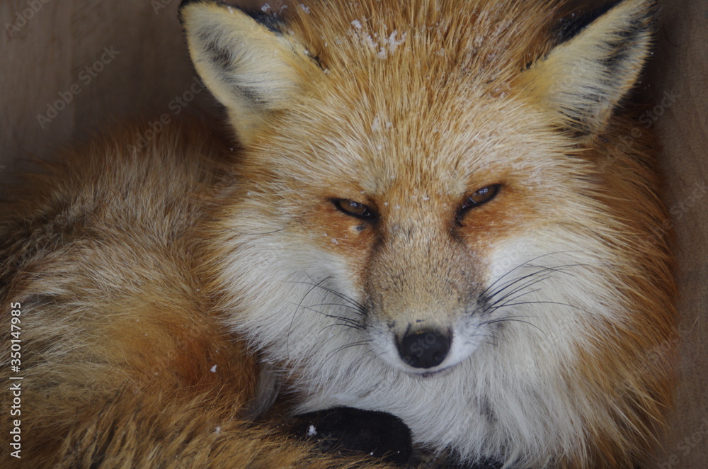 Fototapeta premium 狐