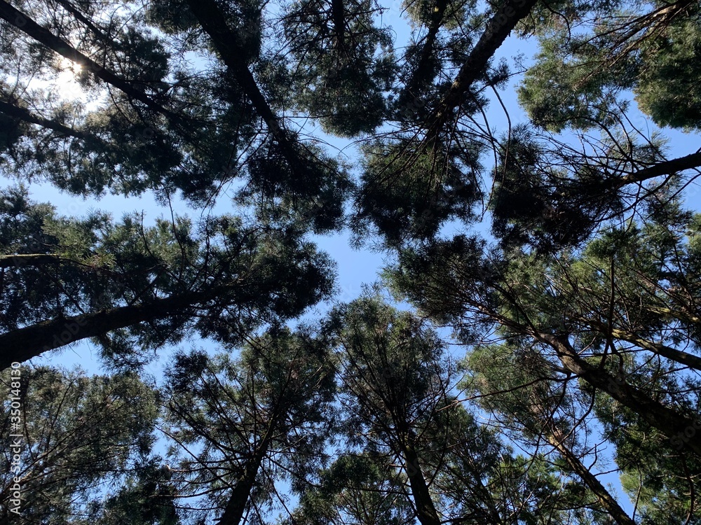 trees in the forest trees in the forest