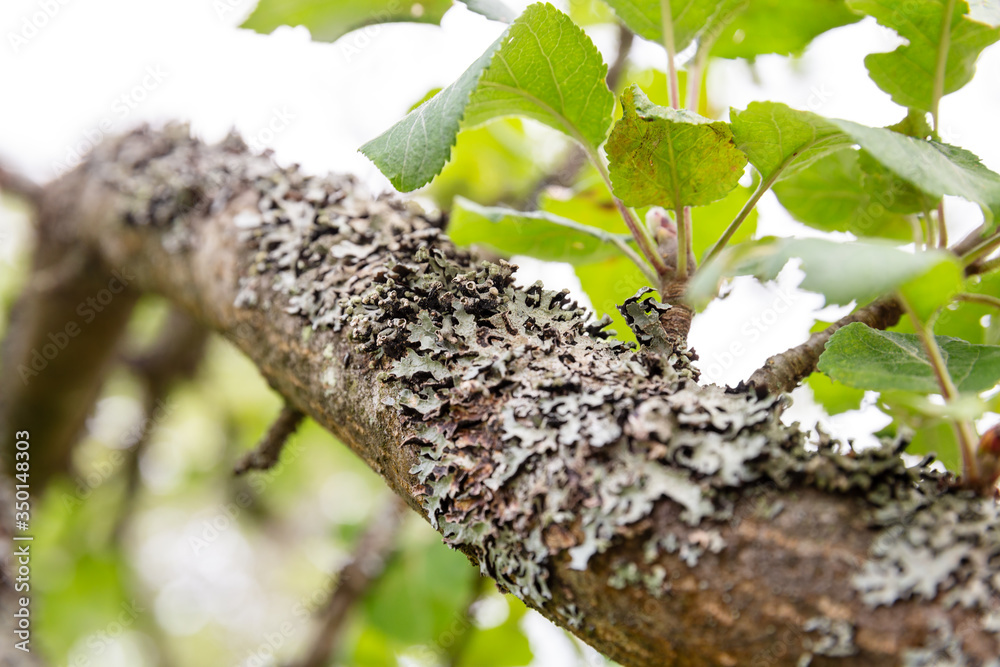 Lichen on branches