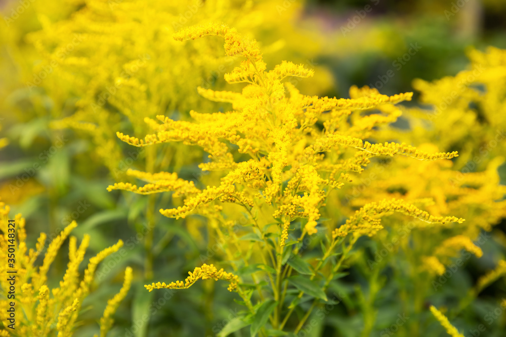 Obraz premium Solidago or Goldenrod