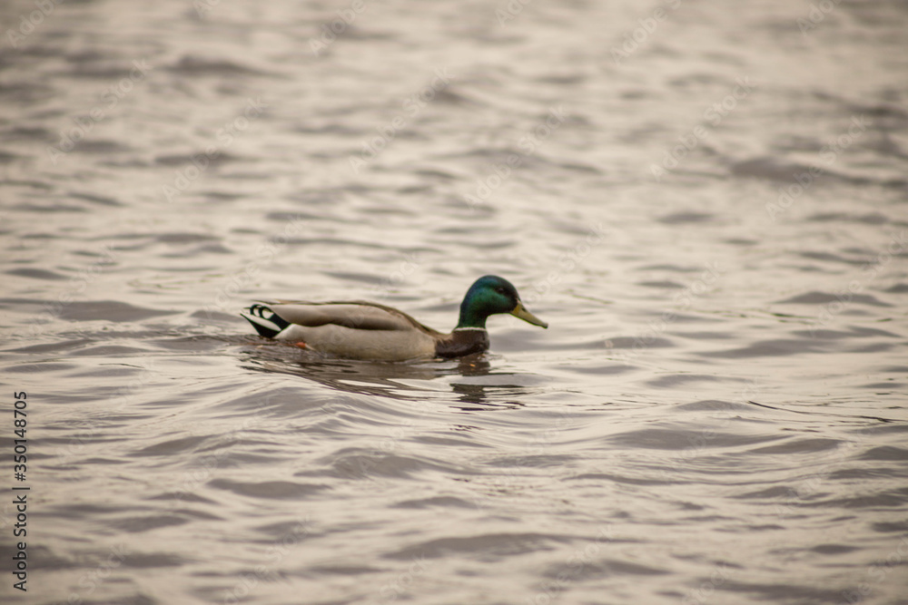 Obraz premium wild ducks swim and bathe in the river