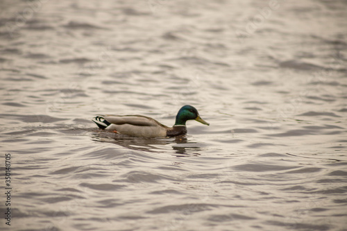 wild ducks swim and bathe in the river © Natalikaneva