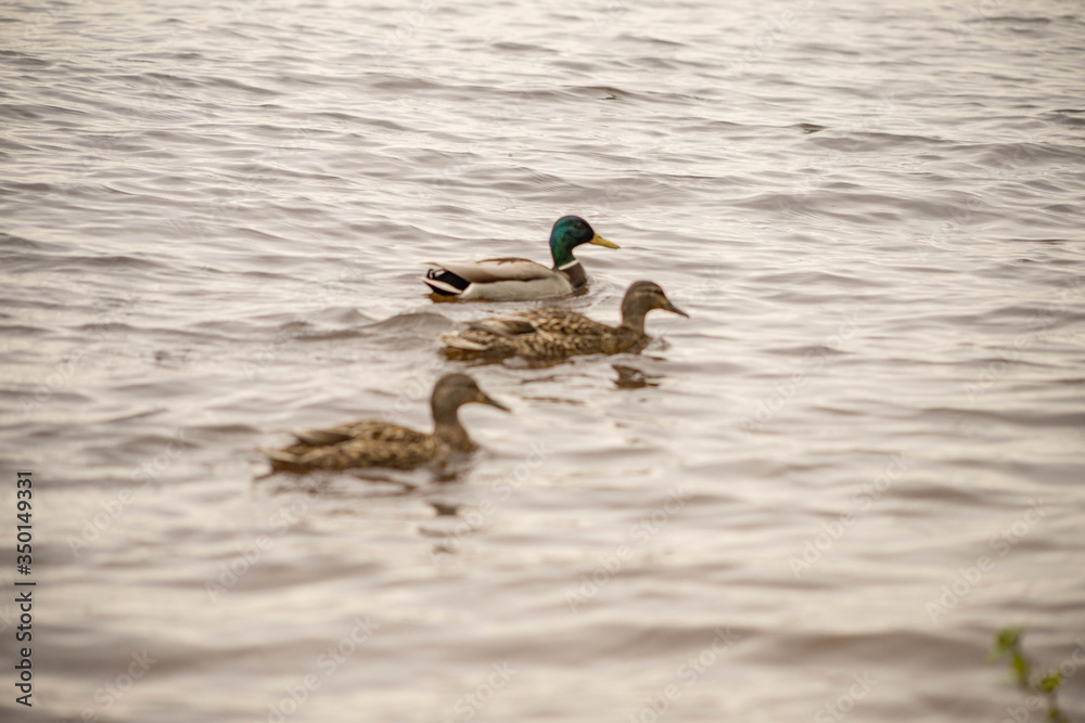 wild ducks swim and bathe in the river wild ducks swim and bathe in the river