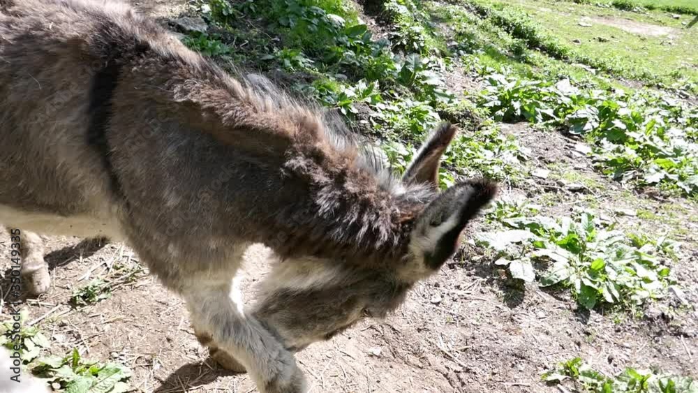 Beautiful donkey in the zoo. Donkeys on a farm in Austria. Beautiful donkey in the zoo. Donkeys on a farm in Austria.