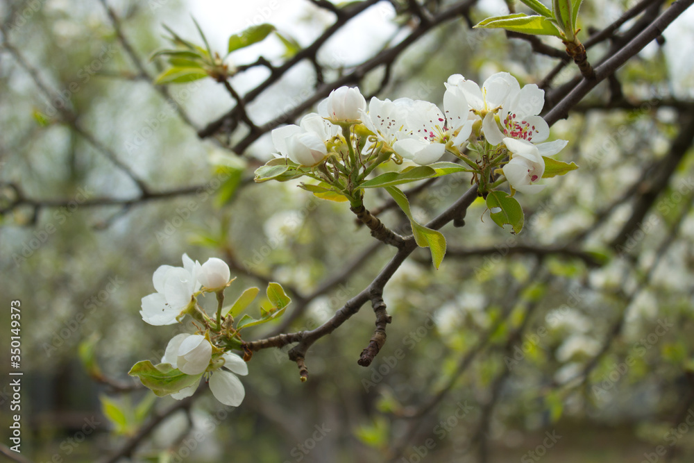 Beautiful pear tree branch with white blooming flowers close up, floral postcard, spring sunny day image, european garden in the morning, photo for printing on calendar,cover,wallpaper Beautiful pear tree branch with white blooming flowers close up, floral postcard, spring sunny day image, european garden in the morning, photo for printing on calendar,cover,wallpaper