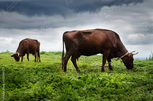 cows graze in the meadow © olgamazina
