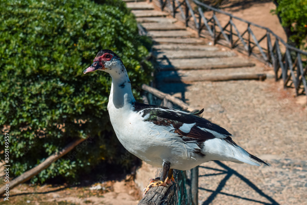 Domestic Muscovy duck (Cairina moschata domestica) on a fence Domestic Muscovy duck (Cairina moschata domestica) on a fence