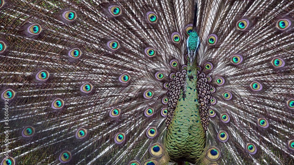Fototapeta premium Peacock