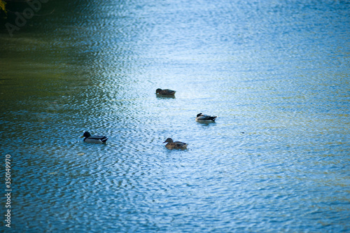 anatre al fiume riflessi su...