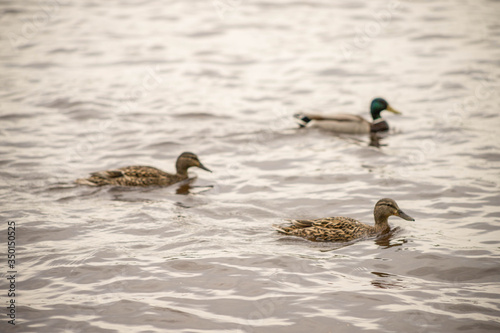 wild ducks swim and bathe in the river © Natalikaneva