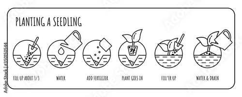 Steps in Transplanting Seedlings. Seedling gardening plant. Vector line infographics.