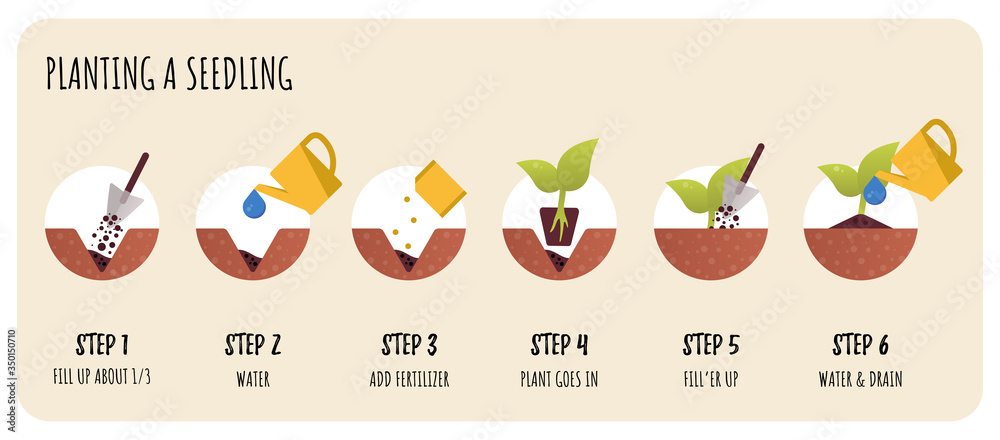 Steps in Transplanting Seedlings. Seedling gardening plant. Vector flat infographics.