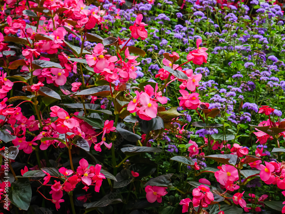 Pink and yellow wax begonia with ageratum blue horizon in the background 