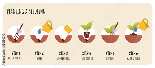 Steps in Transplanting Seedlings. Seedling gardening plant. Vector flat infographics.