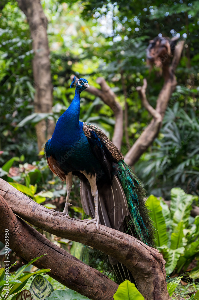 Fototapeta premium Beautiful peacock on the tree