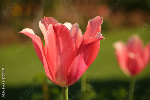 Close up of the head of a pink tupil flower in bloom against a green background, in the public garden, Stavanger, Norway.
