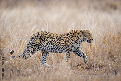 One female Leopard walking through the savanna grass Kruger park South Africa