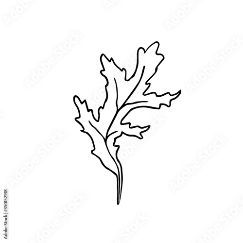 Doodle leaf on a white background. A piece of paper drawn with black lines. Vector leaf.