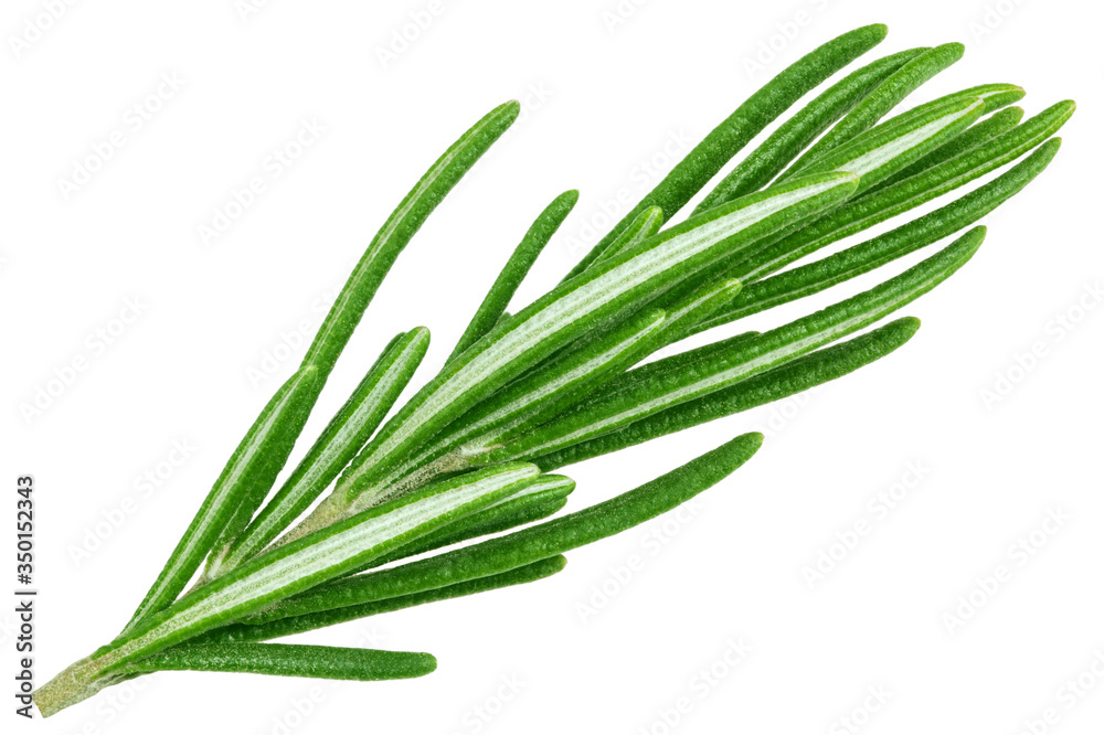 Fototapeta premium rosemary isolated on white background, clipping path, full depth of field